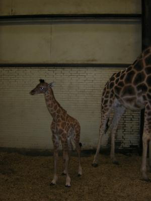 Deze giraffe is 7 dagen oud en staat nog binnen met moeders