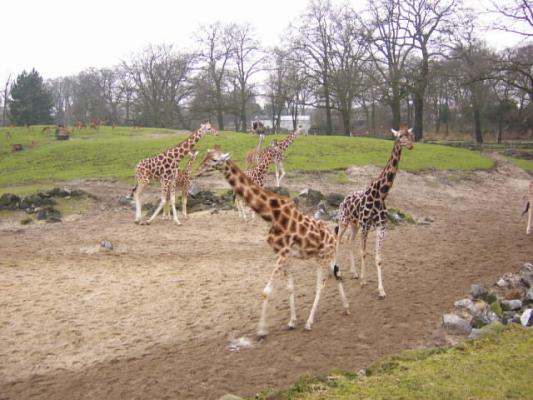 In de verte zie je impala's en struisvogels. De neeushoorns en zebra's waren binnen vanwege de kou.